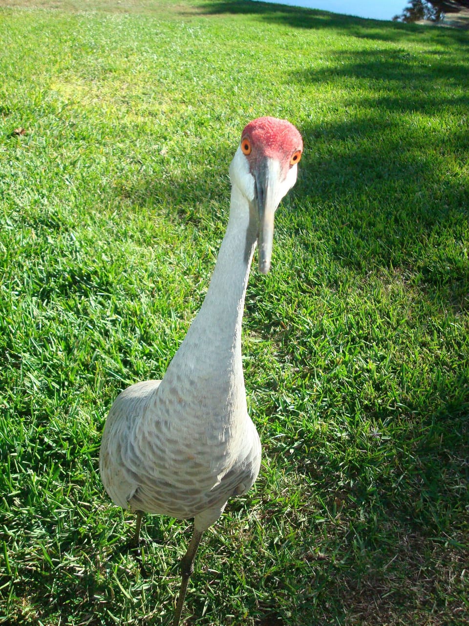 The local exotic birds come and say hello once in a while..