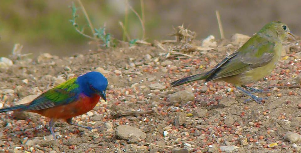 Painted Bunting, male & Female. Lots of birds all year long.