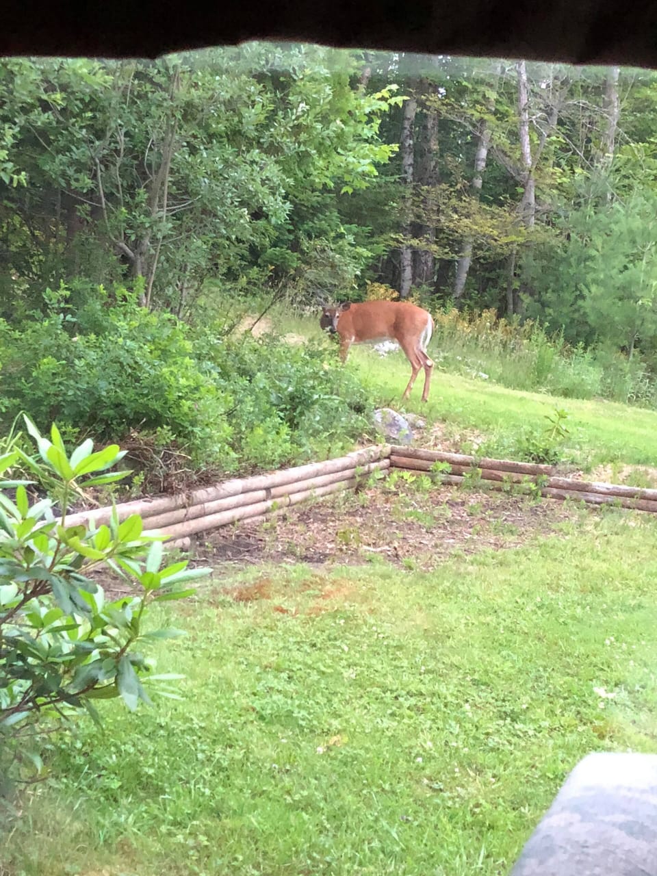 Deer eating in flower bed