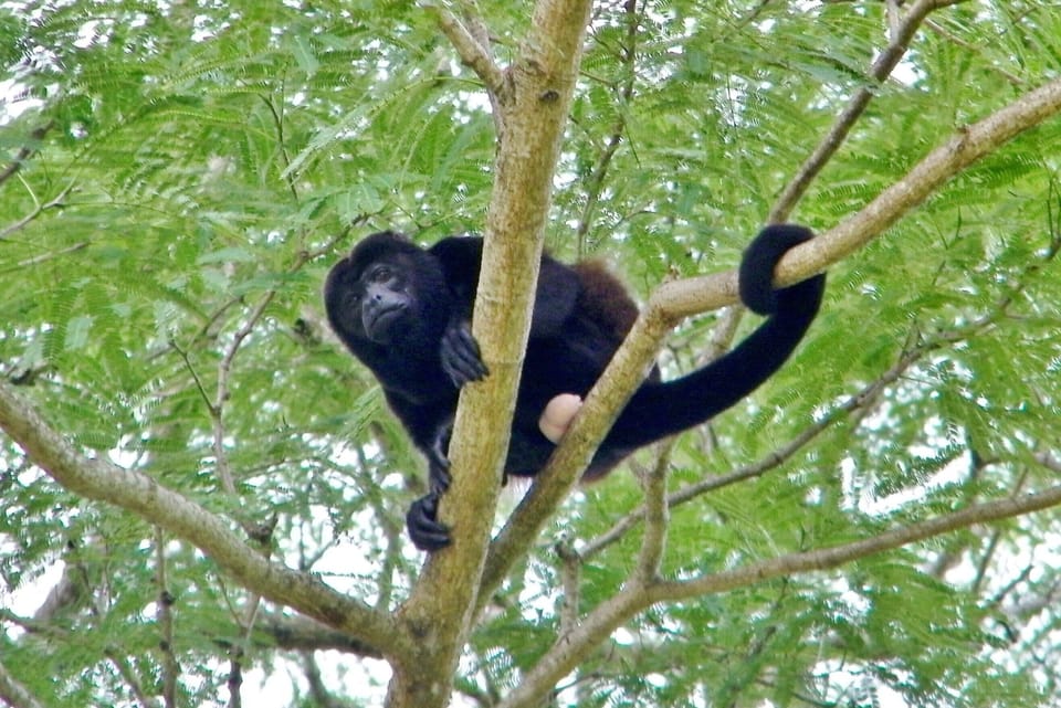 Howler Monkey