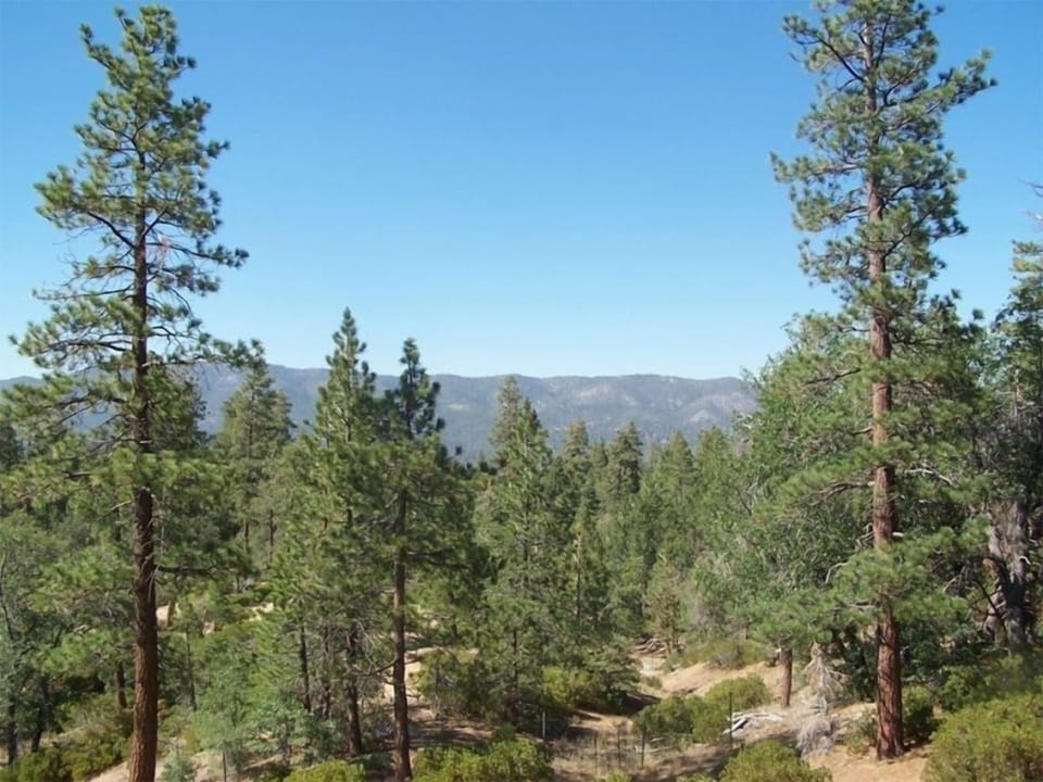 Forest View from three decks; very private and great sledding all around cabin