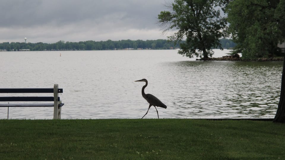 Lots of bird watching!