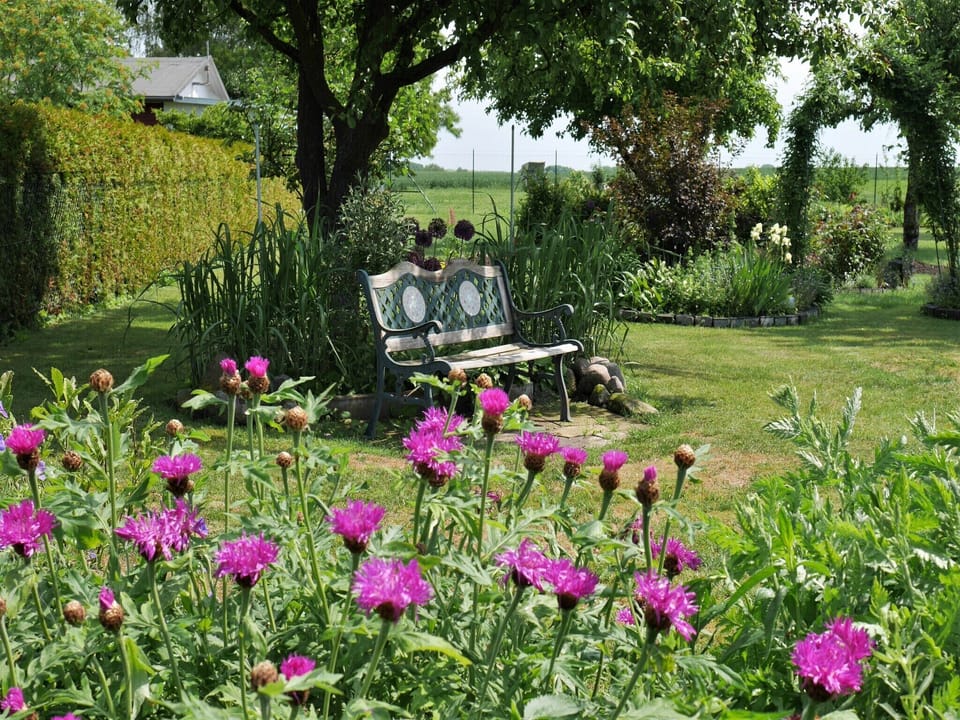 Garden [summer]