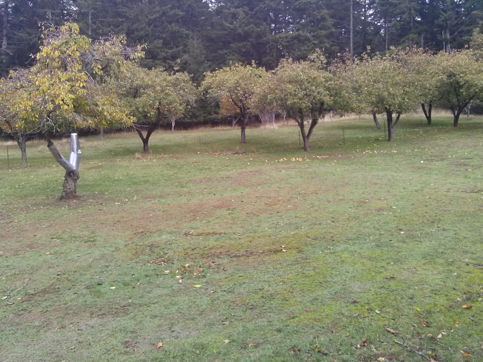 Fallen apples in fall
