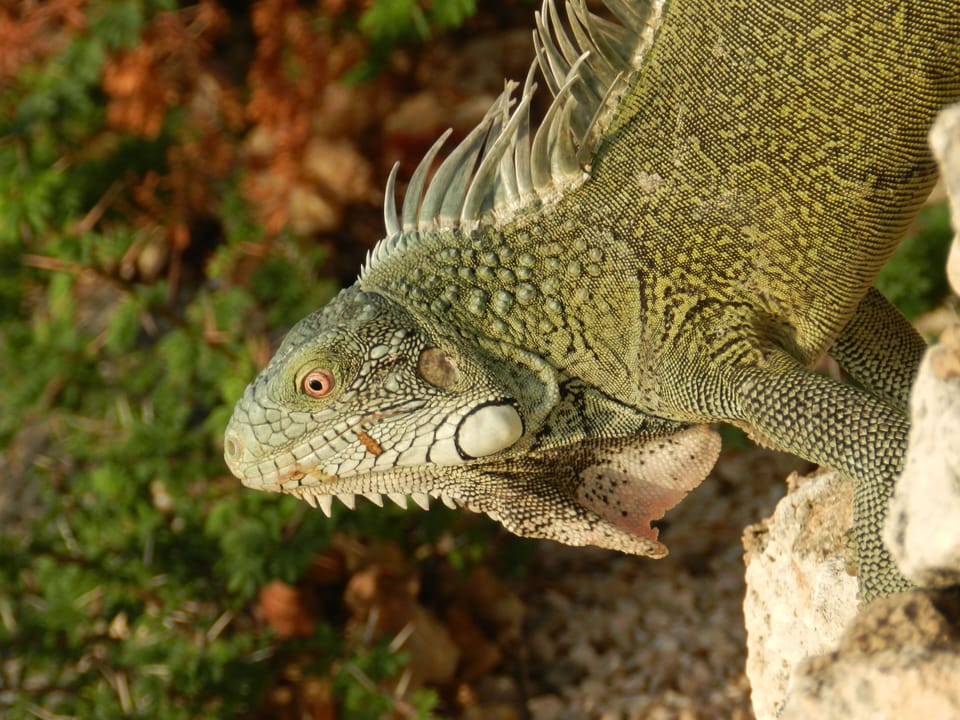 Iguanas