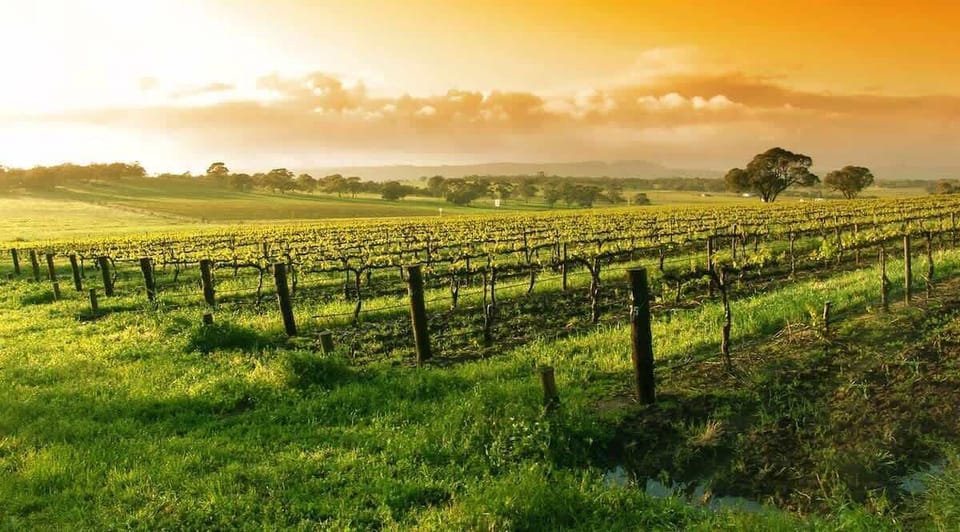 Indulge in the abundant delights of Napa and Sonoma wineries, conveniently surrounding the esteemed Silverado Resort for a refined wine country experience.