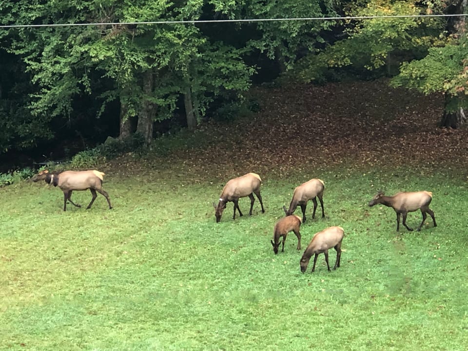 Our local  Elk