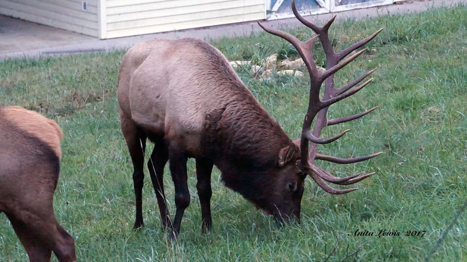 Bull Elk across from the lodge.