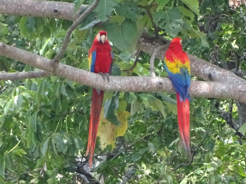 Beautiful Macaws as seen from the terrace (taken with zoom lens)