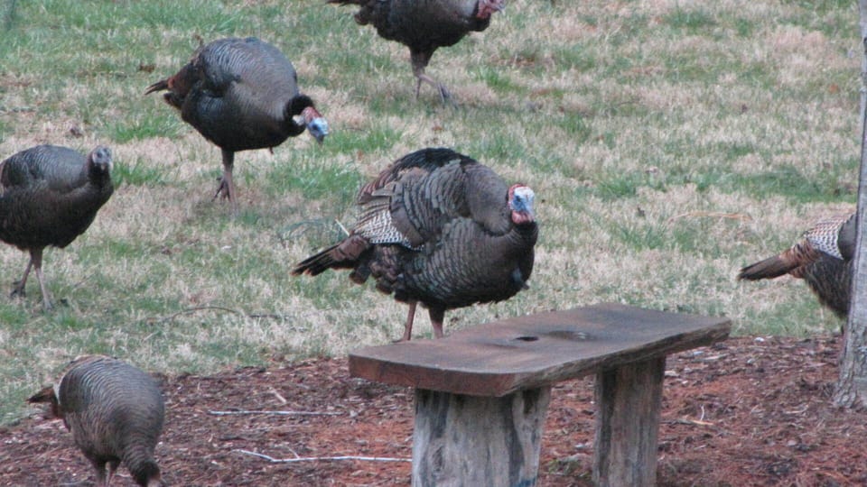 Frequent visitors