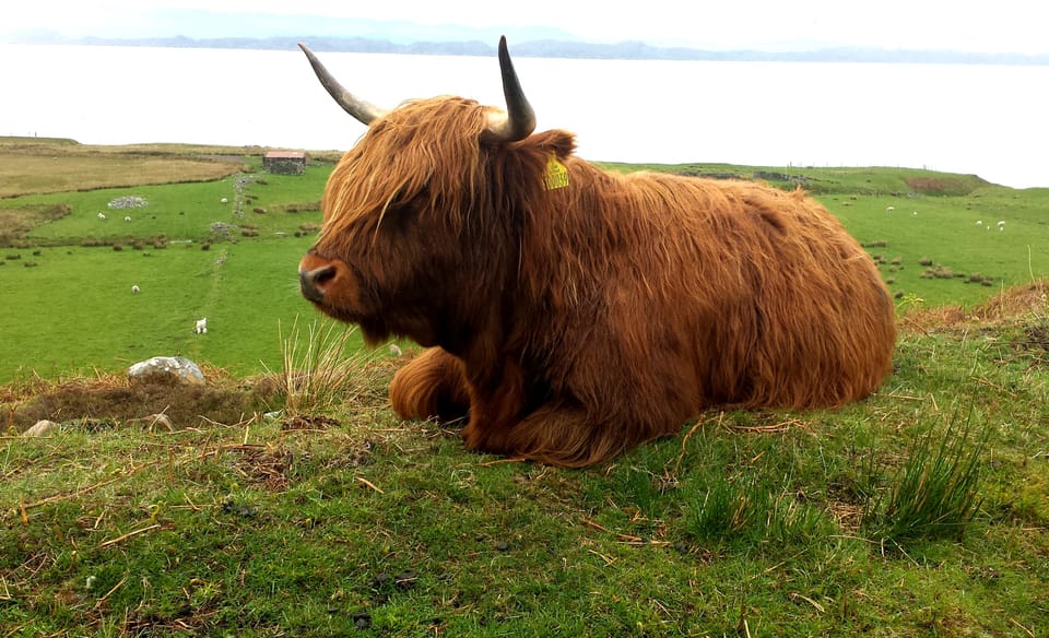 Typical Highland coo enjoying the sunshine.