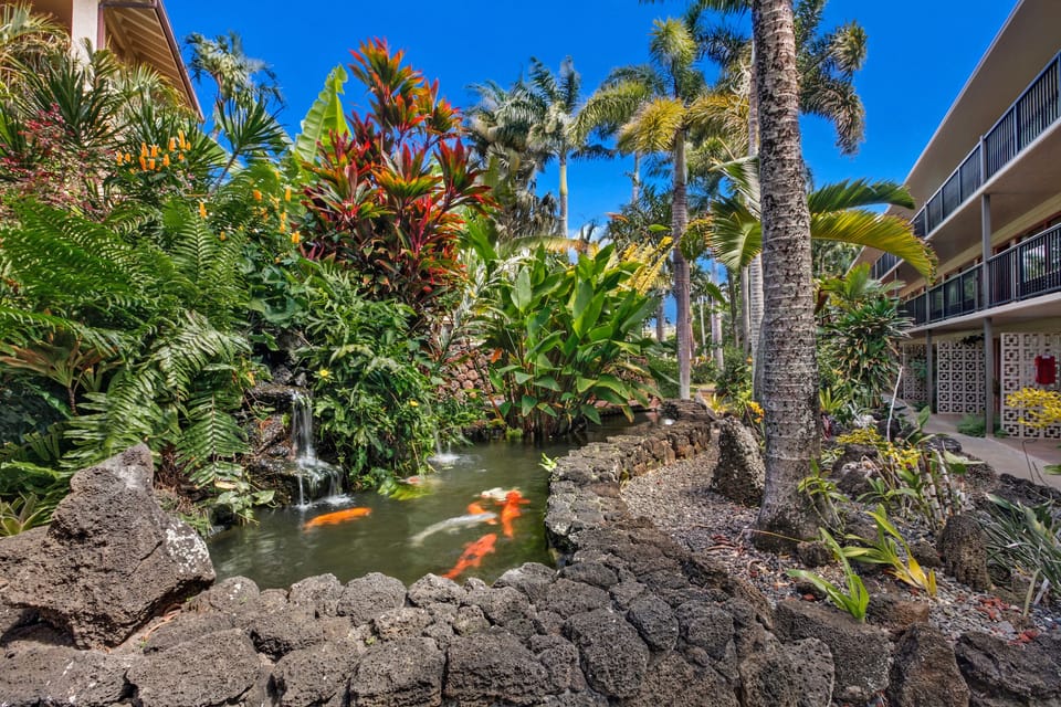 Koi Pond