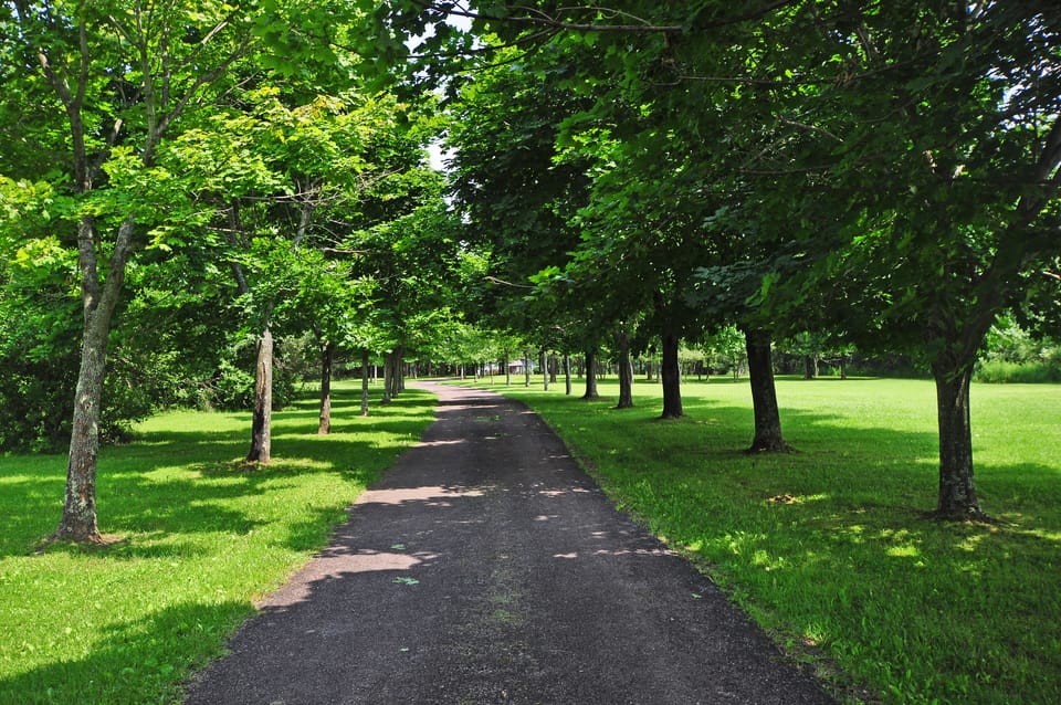 Tree Lined Driveway