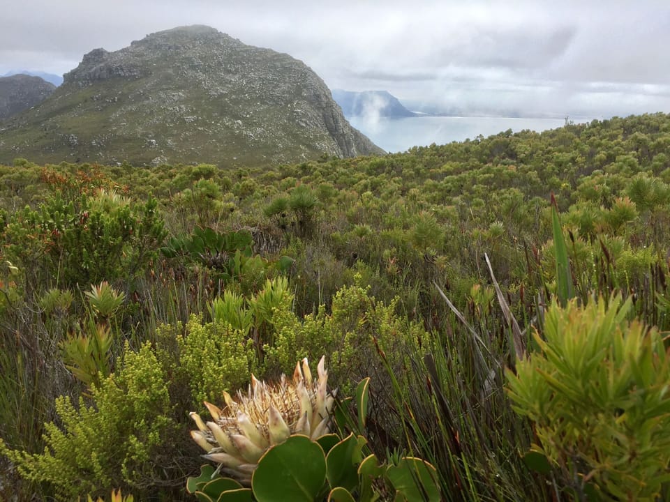 Mountain fynbos
