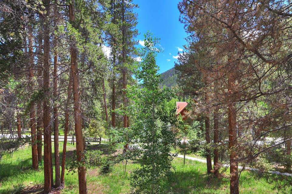 A forest scene with tall evergreen trees and a small red-roofed structure partially visible in the background. A patch of green grass covers the ground, and a clear blue sky is overhead.