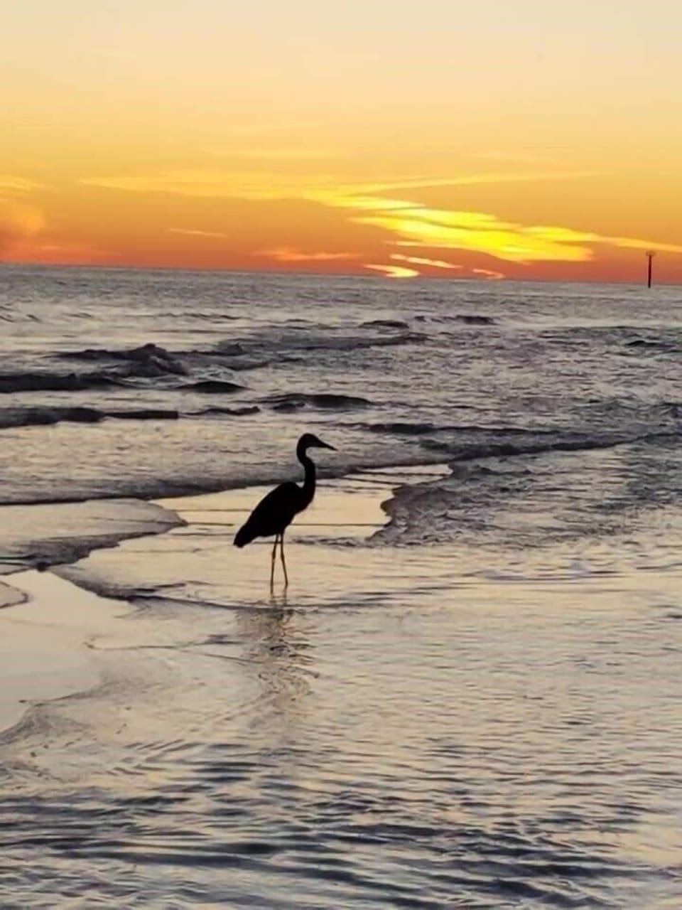 See Wildlife!