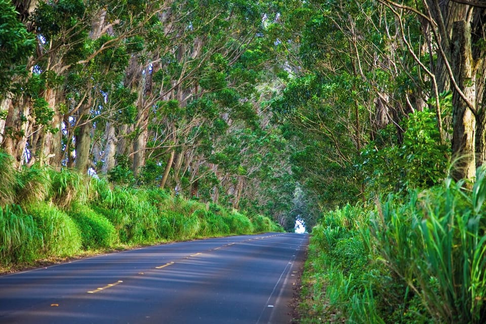 Tree Tunnel ... Credit: HTA / Tor Johnson