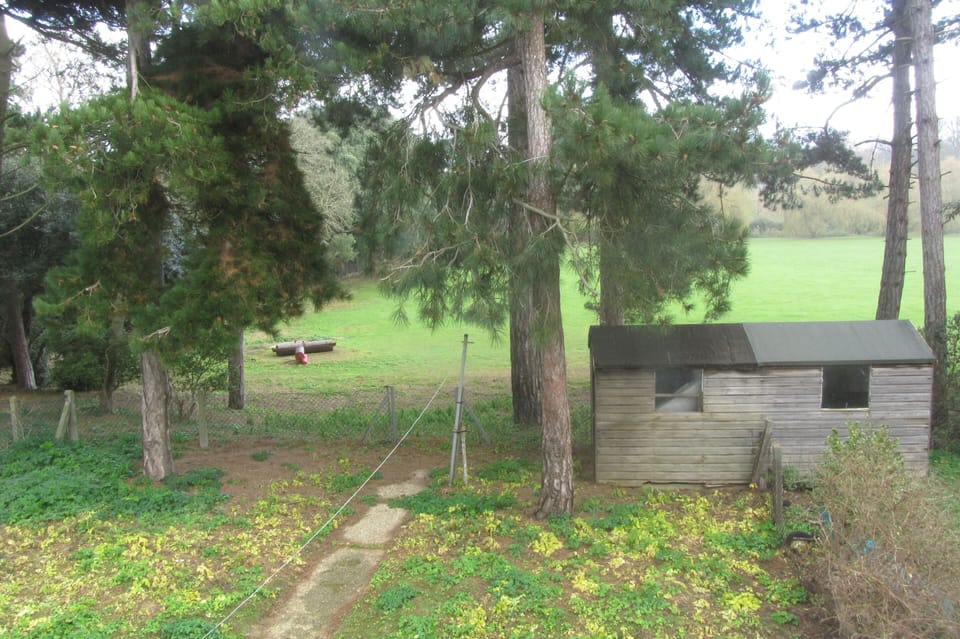 Back garden