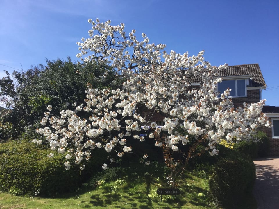 Springtime in Kent