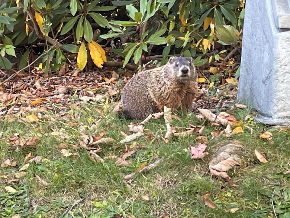 Resident village groundhog 