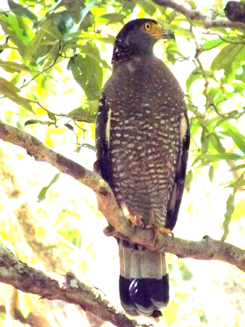 Eagle in Garden