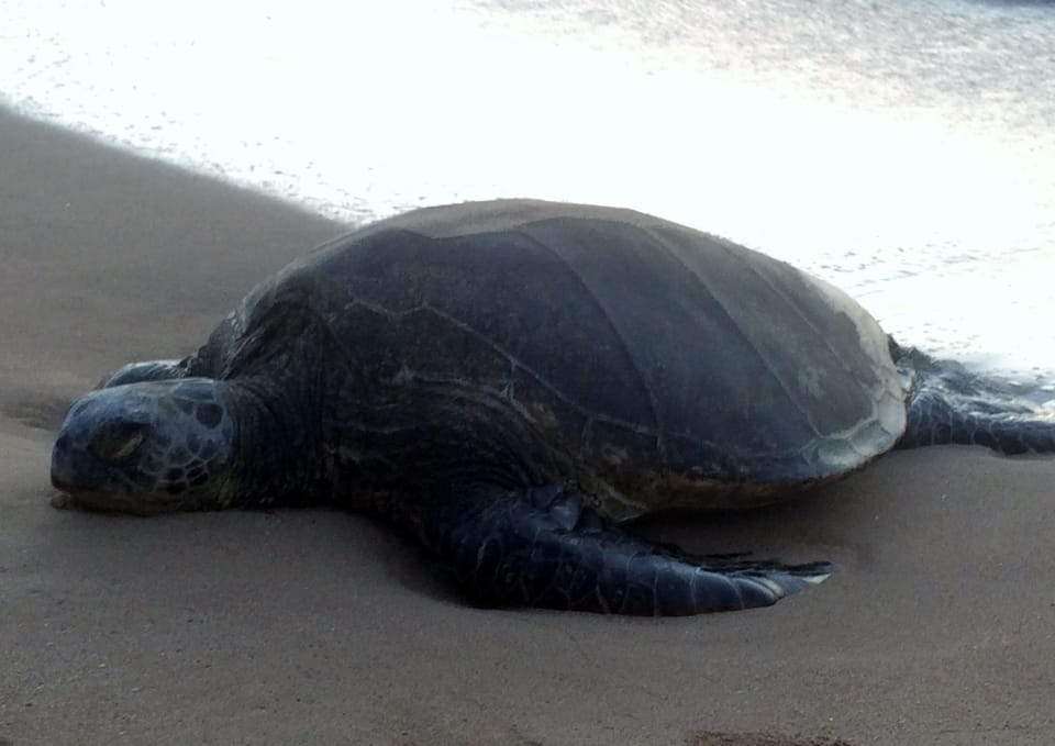Hale Kai # 213 - Honu (Sea Turtle) taking rest on adjoining beach at Sunset