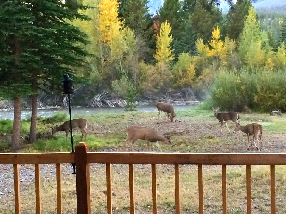 Deer In The Yard - Deer In The Yard