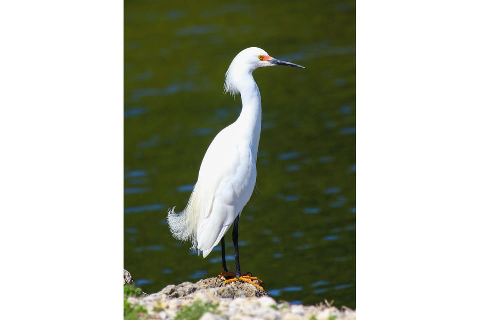 White Heron