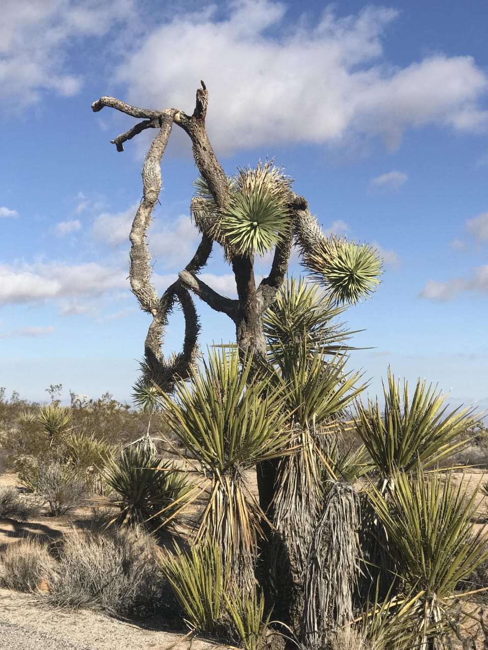 Joshua Tree national park - just over an hour's drive