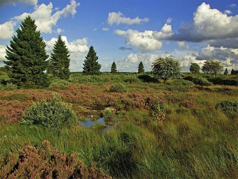 Region [summer] (>5 km)