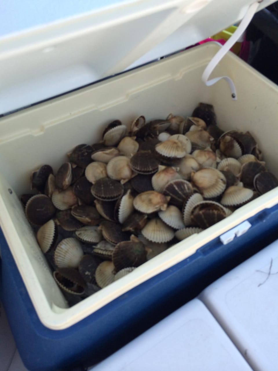 SCALLOPS!