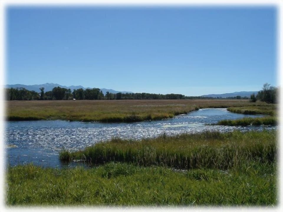 Try catching a trout out of the Blaine Spring Creek.