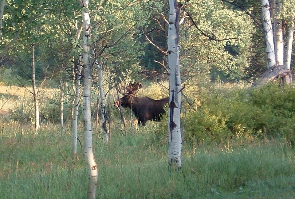 Bull Moose.