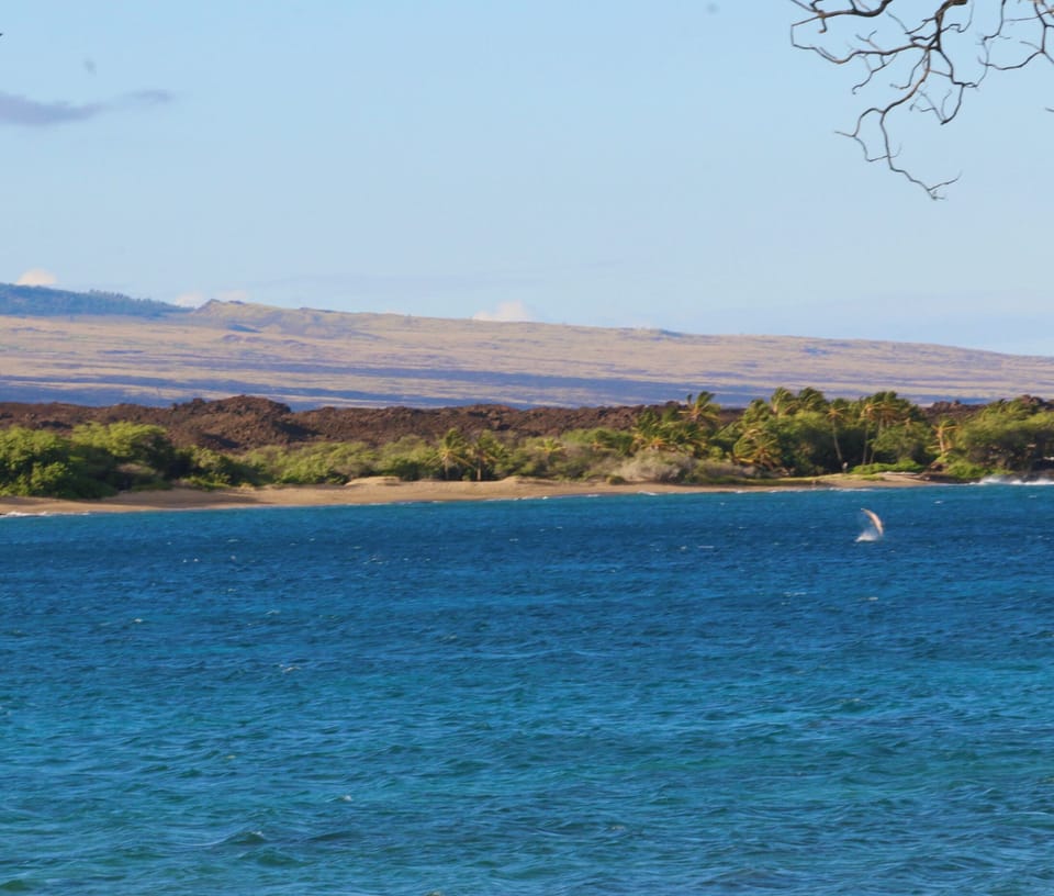 Dolphins jumping offshore