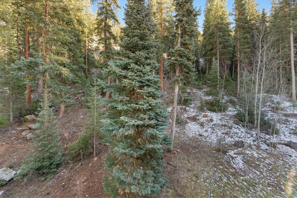 Dense forest setting with towering evergreens and patches of snow creating a pristine mountain wilderness backdrop.
