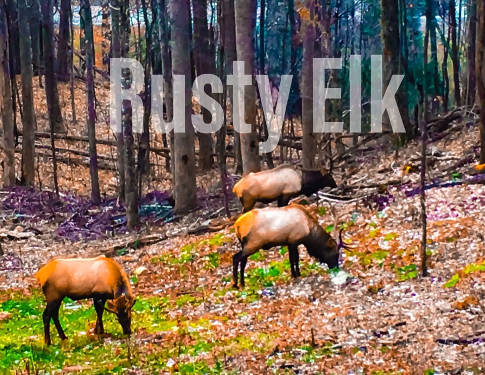 Front yard- Winter 2017/18