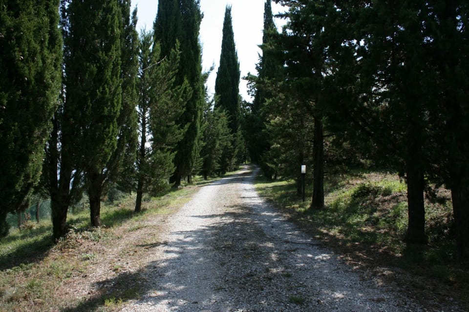 Plant, Road Surface, Natural Landscape, Tree, Wood, Trunk, Shade, Asphalt, Evergreen, Thoroughfare