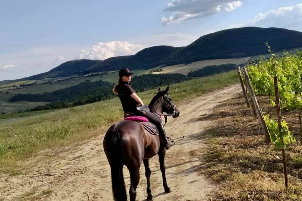 Horse, Sky, Cloud, Plant, Mountain