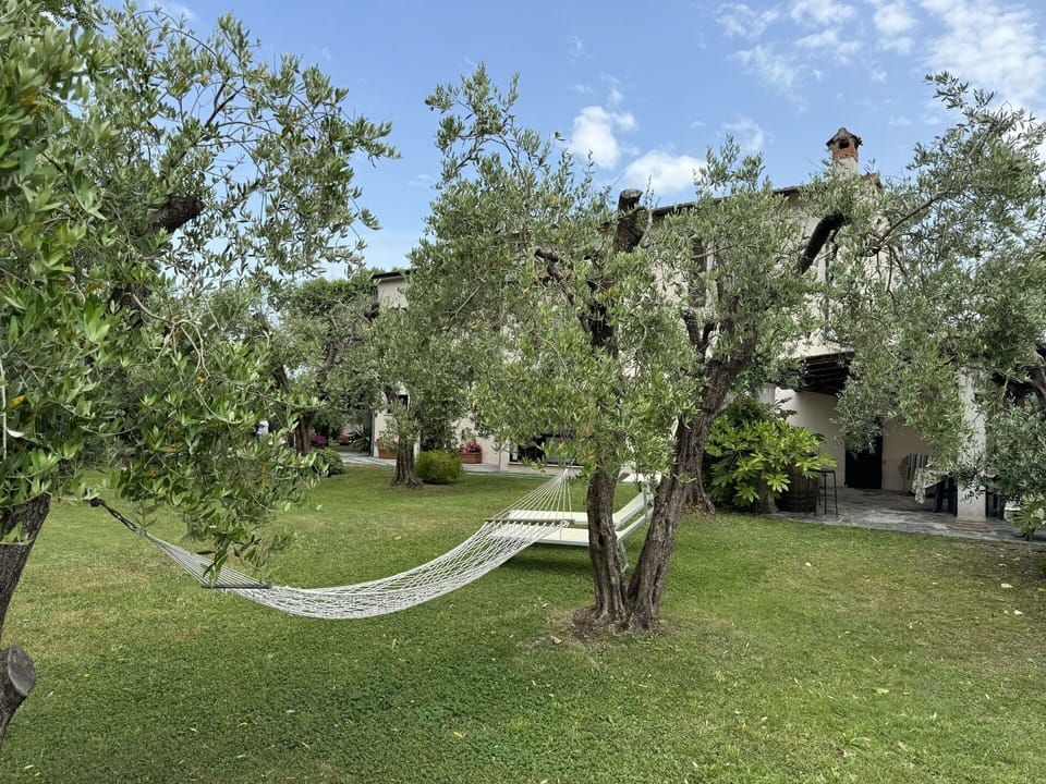 Branch, Lawn, Garden, Trunk, Shade, Backyard, Yard, Landscaping, Park, Hacienda