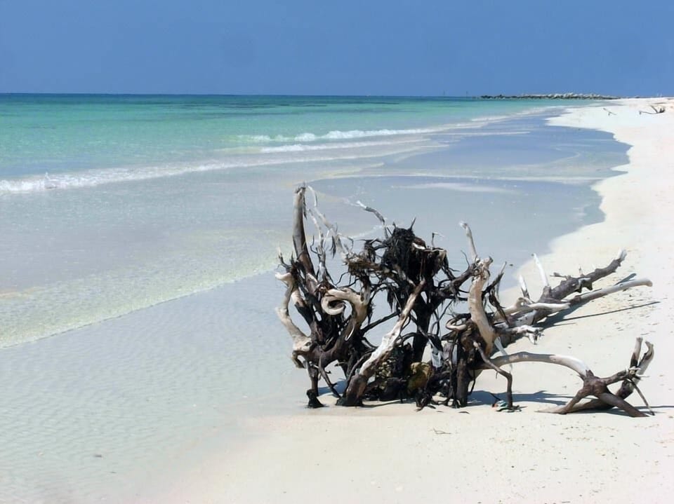 Driftwood on William's Town Beach