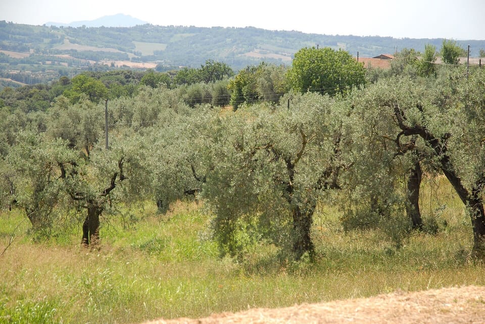 podere-san-giovanni-narni-terni-villa-olive-trees