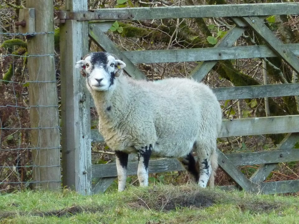 Inquisitive Swaledale on the path to Easedale from the cottage