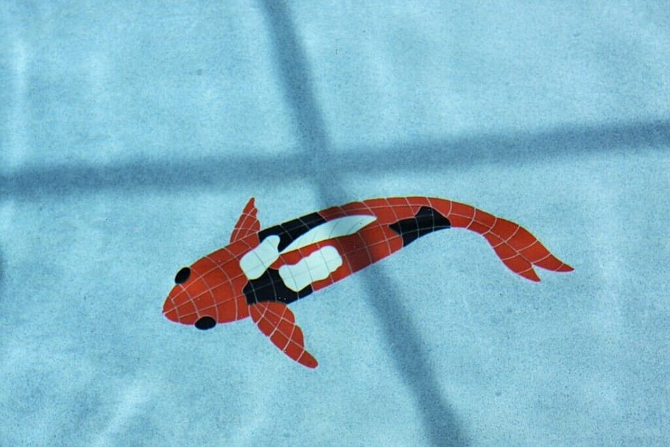 Koi