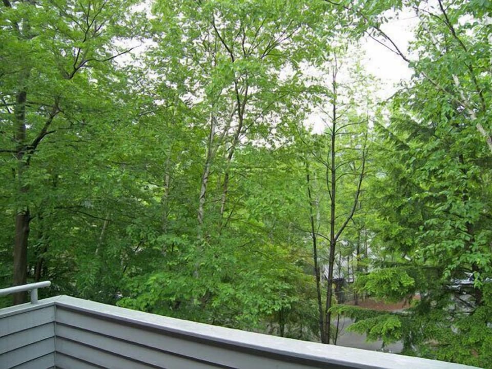 Summer View - Wooded summer view from the back deck.