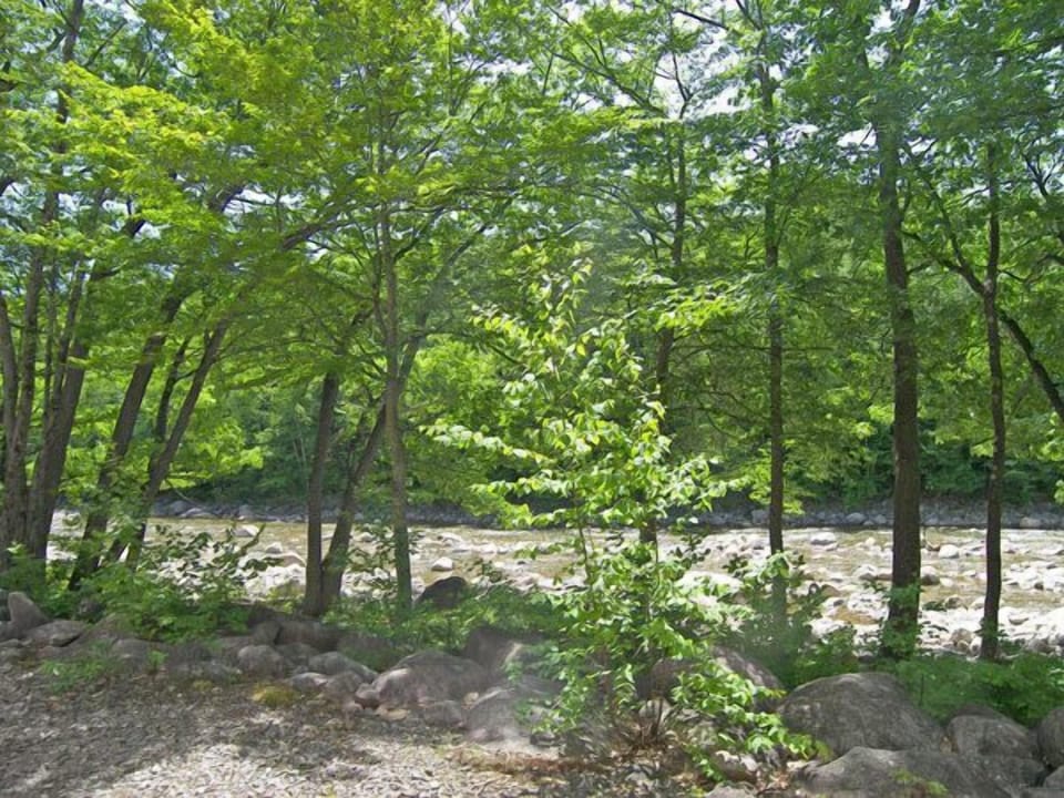 Summer View