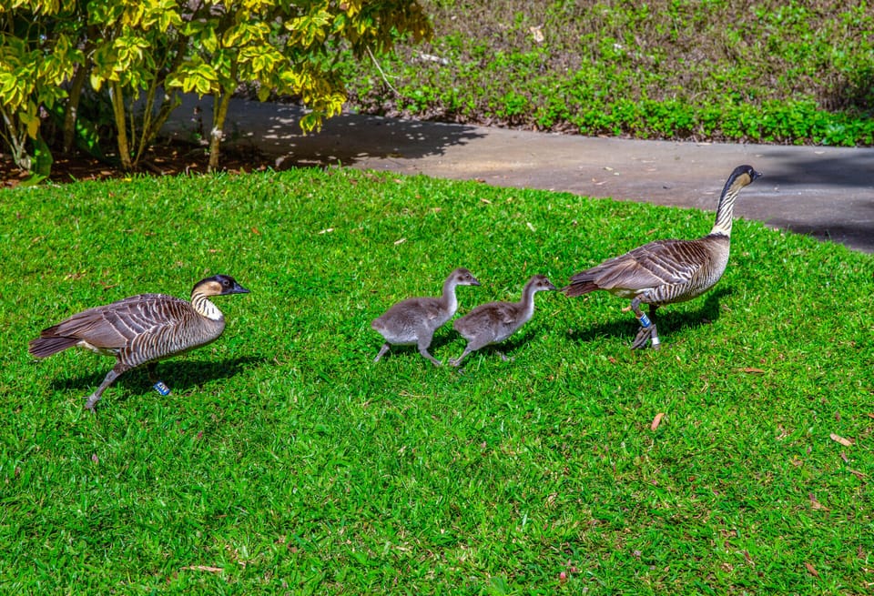 Nene family taking a stroll on the Pali Ke Kua grounds