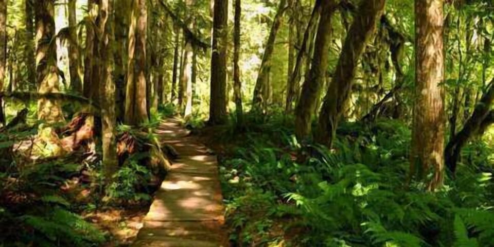 Moss, Path, Road, Walkway, Forest