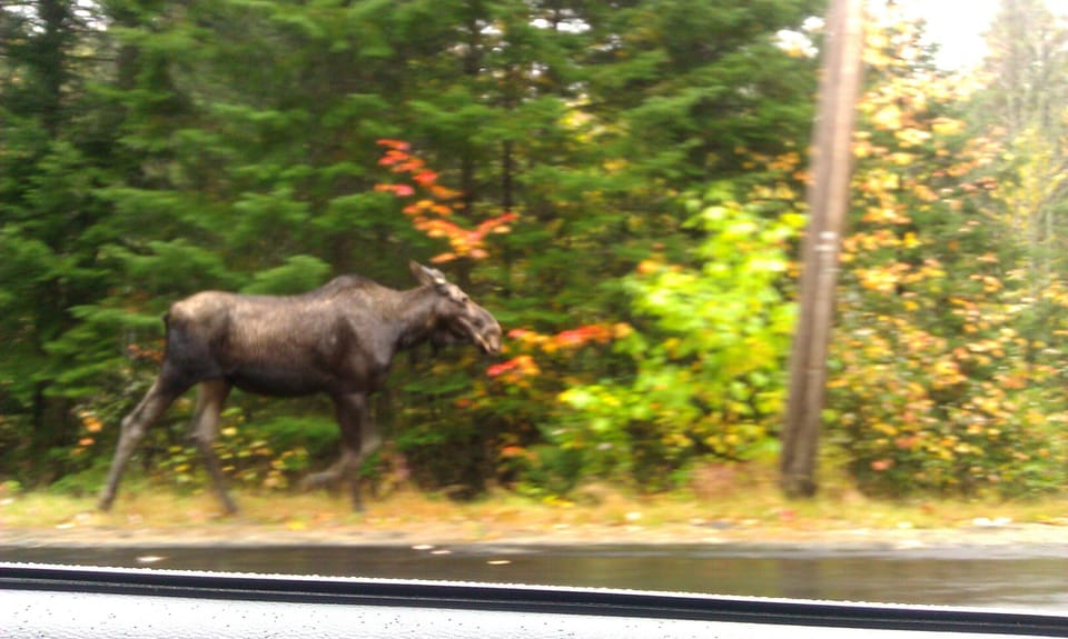 Moose on the loose
