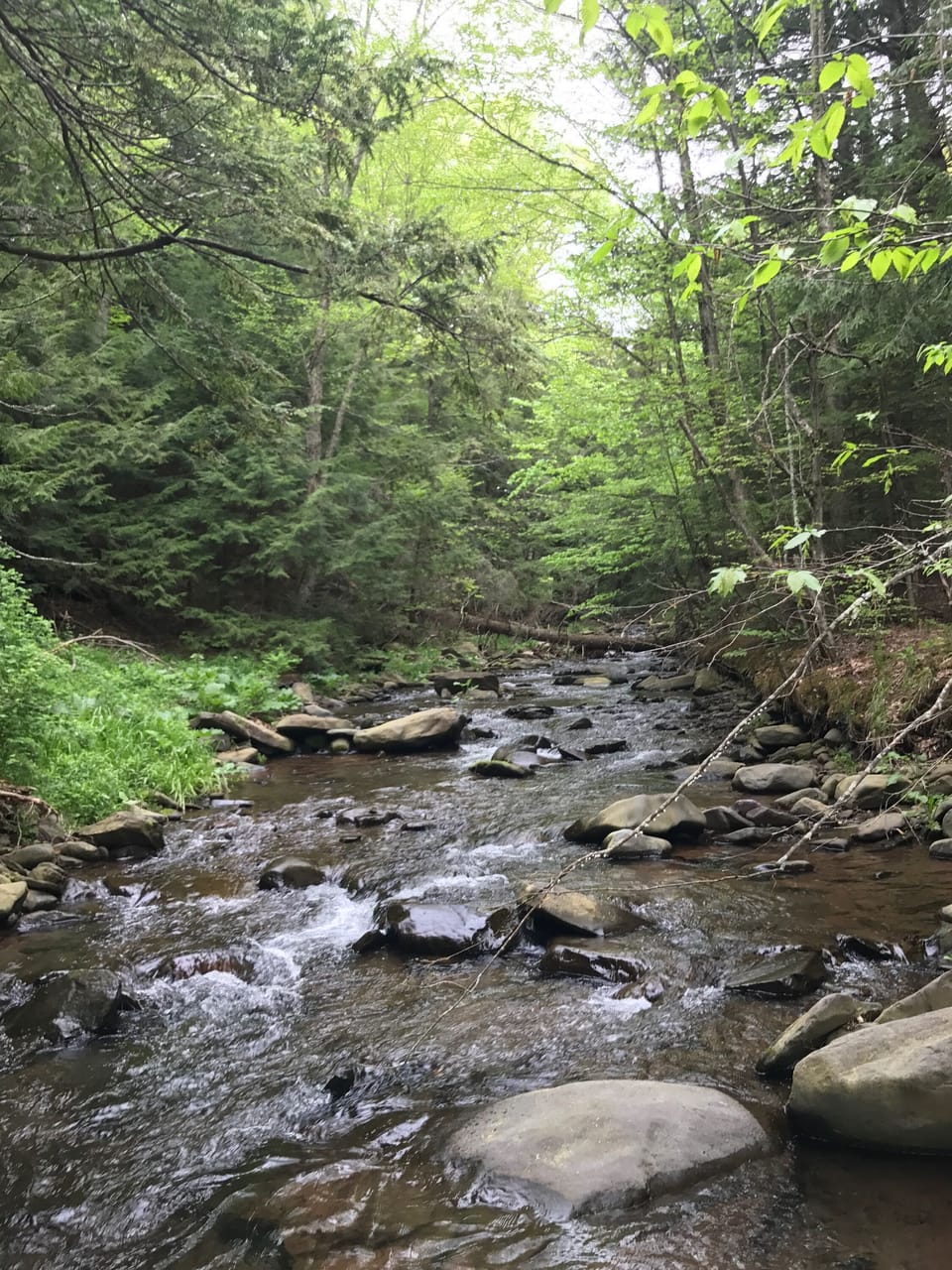 Brook next to the cabin
