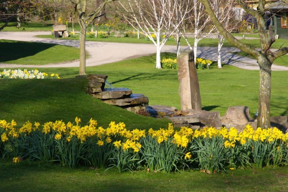 Daffs in Spring